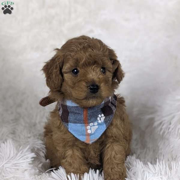 Valentino, Mini Goldendoodle Puppy